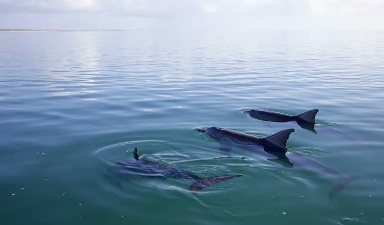 @_StephanieLKing is currently looking for a 3 yr postdoc on evolution of social play in animals, will involve fieldwork in Shark Bay collecting behavioural data from juvenile dolphins. Stephanie is a great scientist & colleague, go work with her! jobs.ac.uk/job/DHP957/res…