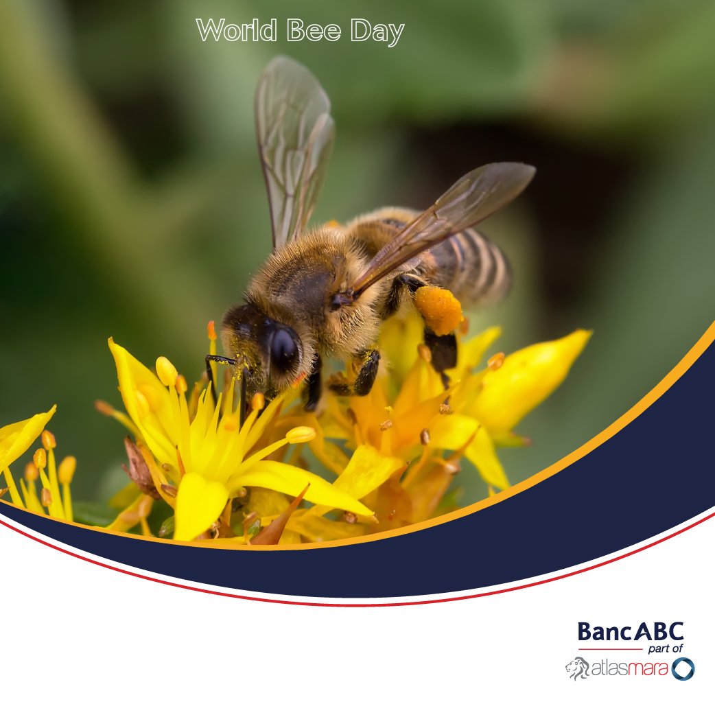 🐝🌺Buzzing into World Bee Day with sweet savings!  Just as bees work together to build their hives, we help you build your financial future.🏦✨ Let’s celebrate the bees’ hard work & our commitment to your financial well-being.🍯 #WorldBeeDay #SavvySavings #BuzzingForBanking