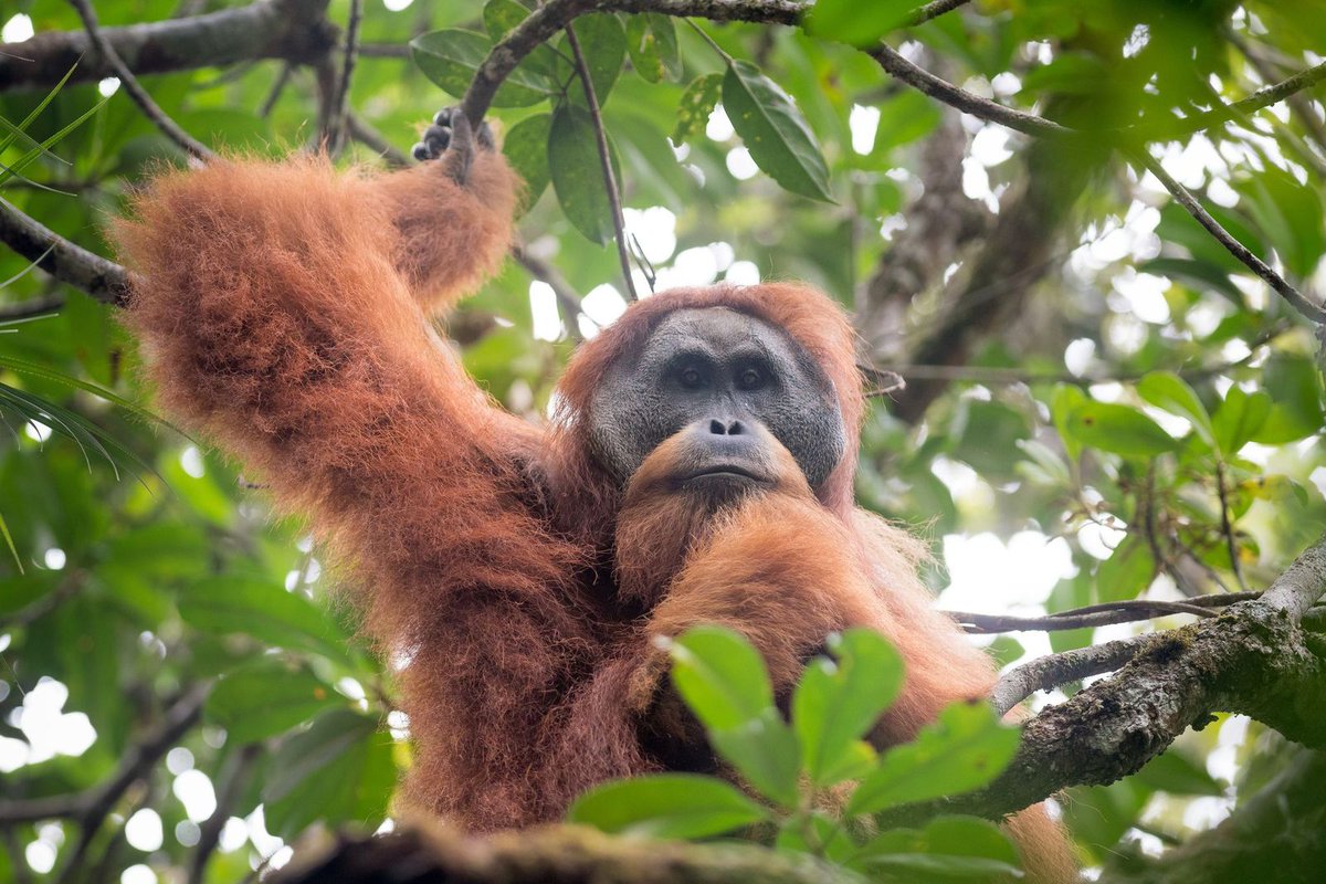 The spotlight is on China’s SDIC Power, which owns Scotland-based Red Rock Power, as pressure mounts to halt a dam project threatening the critically endangered Tapanuli orangutan in Indonesia. mightyearth.org/article/red-ro…
