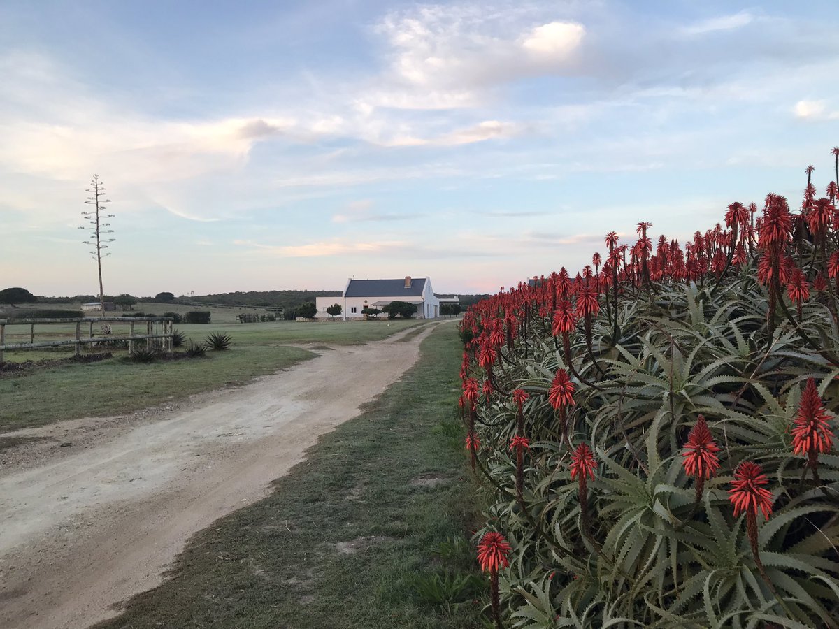 Starting the week off with an early morning  @ShotLeft stroll…

📍near Arniston, @intheOverberg 

#itsmySouthAfrica