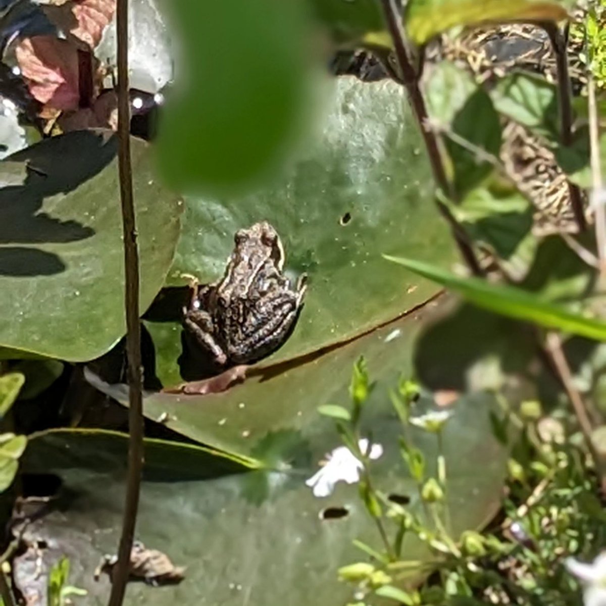 Another busy day at the allotment yesterday but spent our coffee breaks watching this little one sunbathing
#frogs
#allotmentlife
#norfolkwriterslife