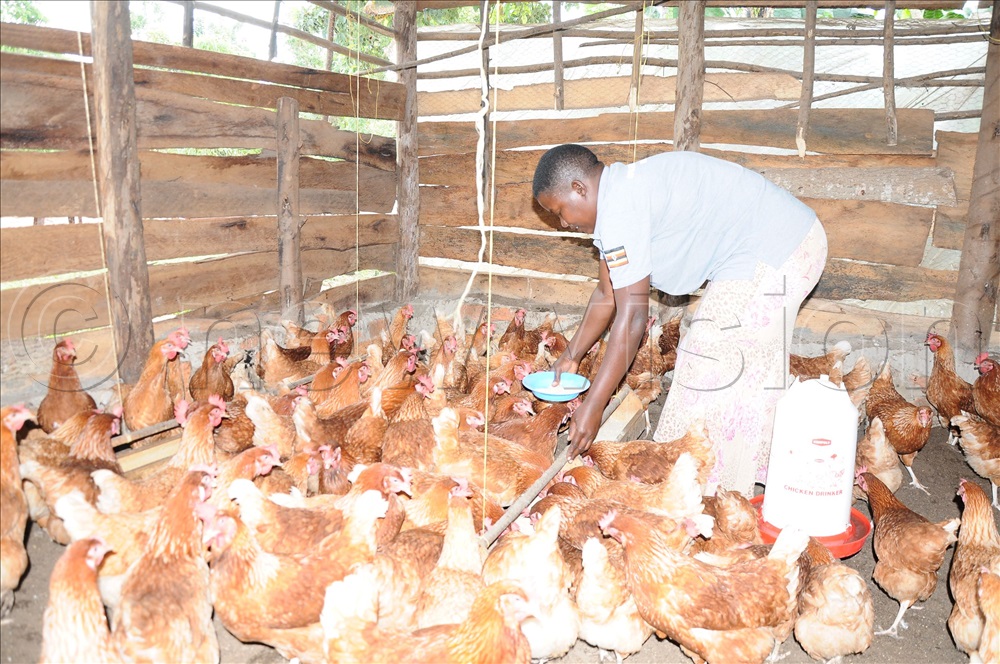 Tips on how to start a successful poultry business DETAILS 👇🏽 #VisionUpdates | #HarvestMoney harvestmoney.co.ug/tips-on-how-to…