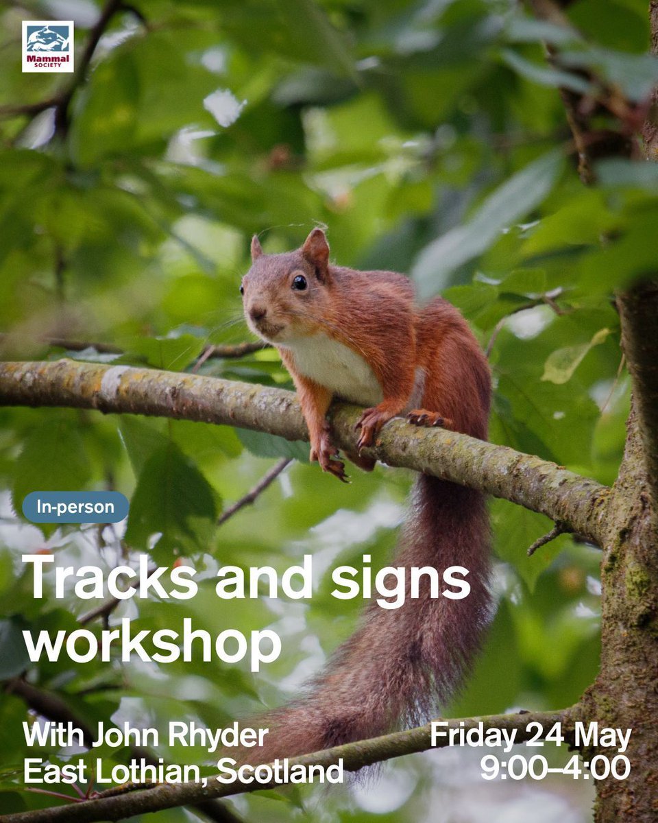 Last chance to book onto this tracks and signs workshop happening in East Lothian, Scotland this Friday! Led by John Rhyder, the workshop will cover foot morphology, print identification, scat identification, and more. buff.ly/3V70Iye