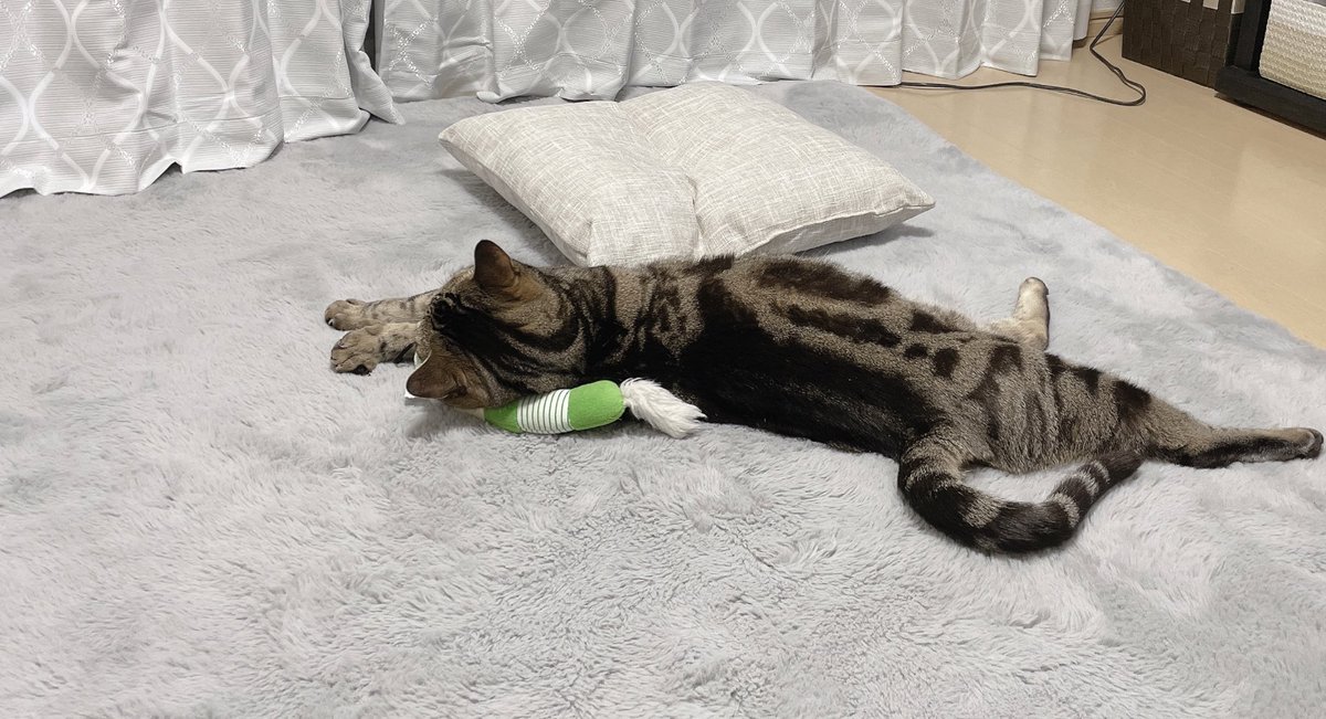 健康診断から帰宅して
くつろぐネコ♡
おつかれさま〜

#健康診断
#定期検診
#血液検査
#心臓エコー
#がんばった