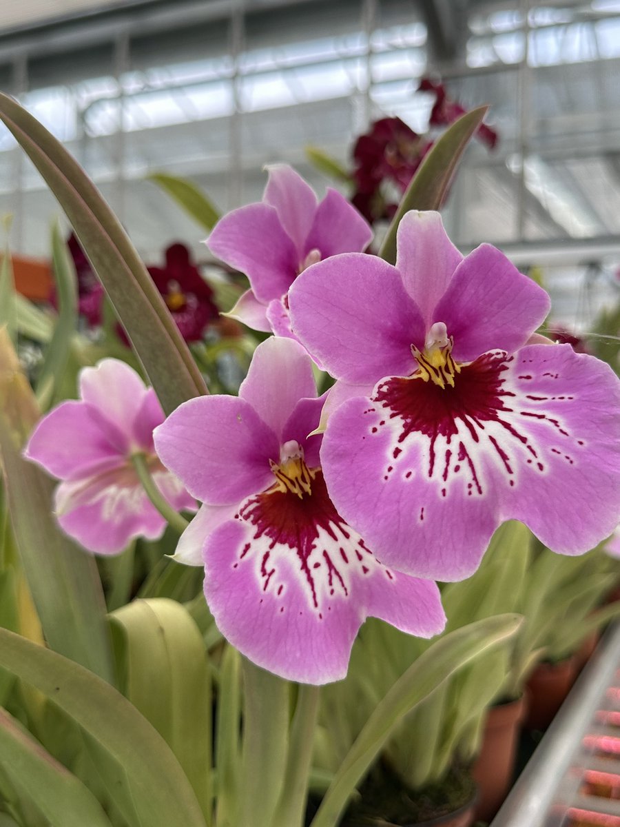 The start of the Miltoniopsis season🎉. These delightful orchids are sometimes referred to as Pansy orchids. Some are fragrant, with colours varying from whites, pinks and reds to yellow. This is Miltoniopsis La Forge 🌿 #orchids #orquídeas #nature #conservation