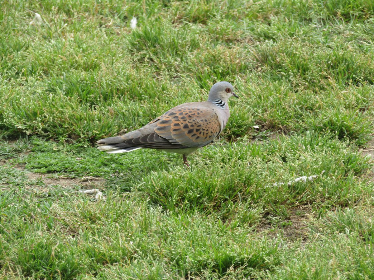 Tórtora Euroasiàtica al Parc de la Ciutadella. <a href="/naturaurbana/">#naturaurbana</a> <a href="/birdcatalunya/">Birding Catalunya</a>