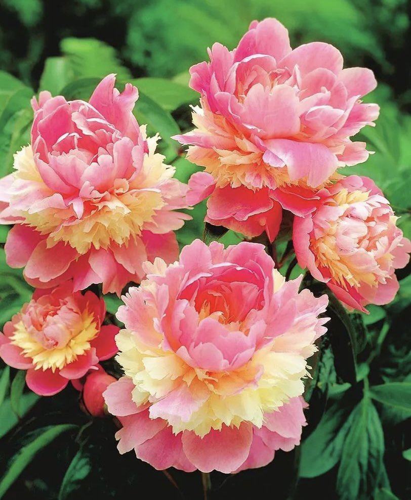 Try not to fall in love with this lush peony with a Terry skirt.🌸🌼 If you dreamed of decorating your plot with luxurious, lush peonies with an unusual subtle scent - the Sherbet variety is for you.