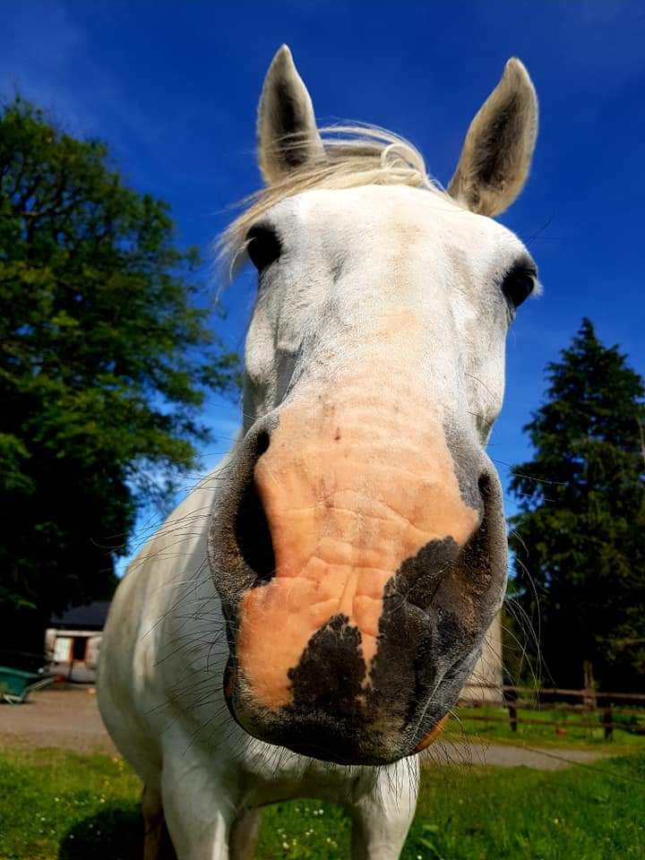 Libby is just so curious.it's time for factor 50 sunscreen. #MountBriscoeOrganicFarm #IrishDraught #horses #Organic #Farming #FarmHolidays