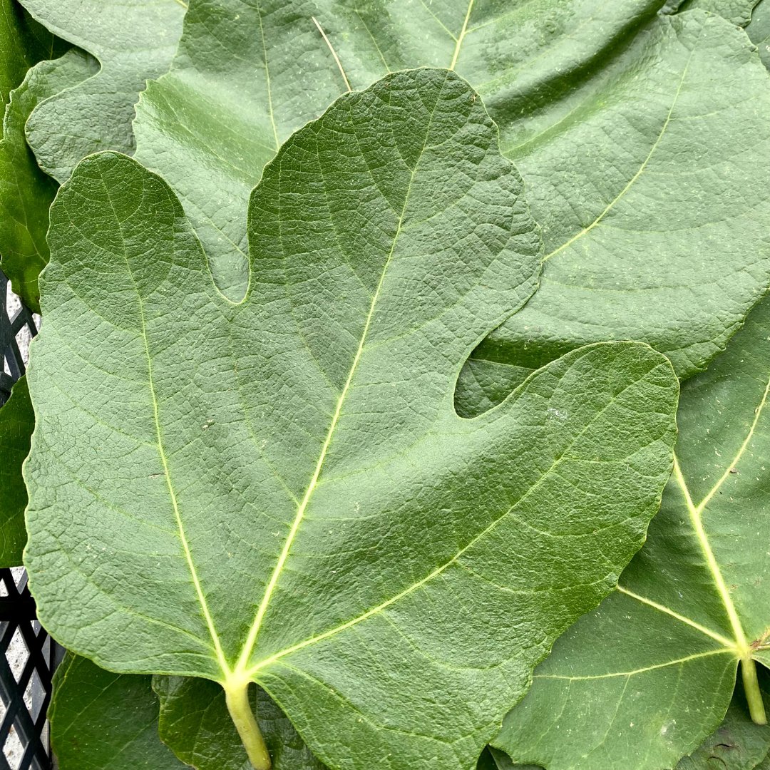 Italian fig leaves, known for their distinct aroma and flavour, are not only beautiful ornamental foliage but they're also great for wrapping fish or other seafood in before grilling or baking, imparting a subtle, earthy sweetness to the dish.