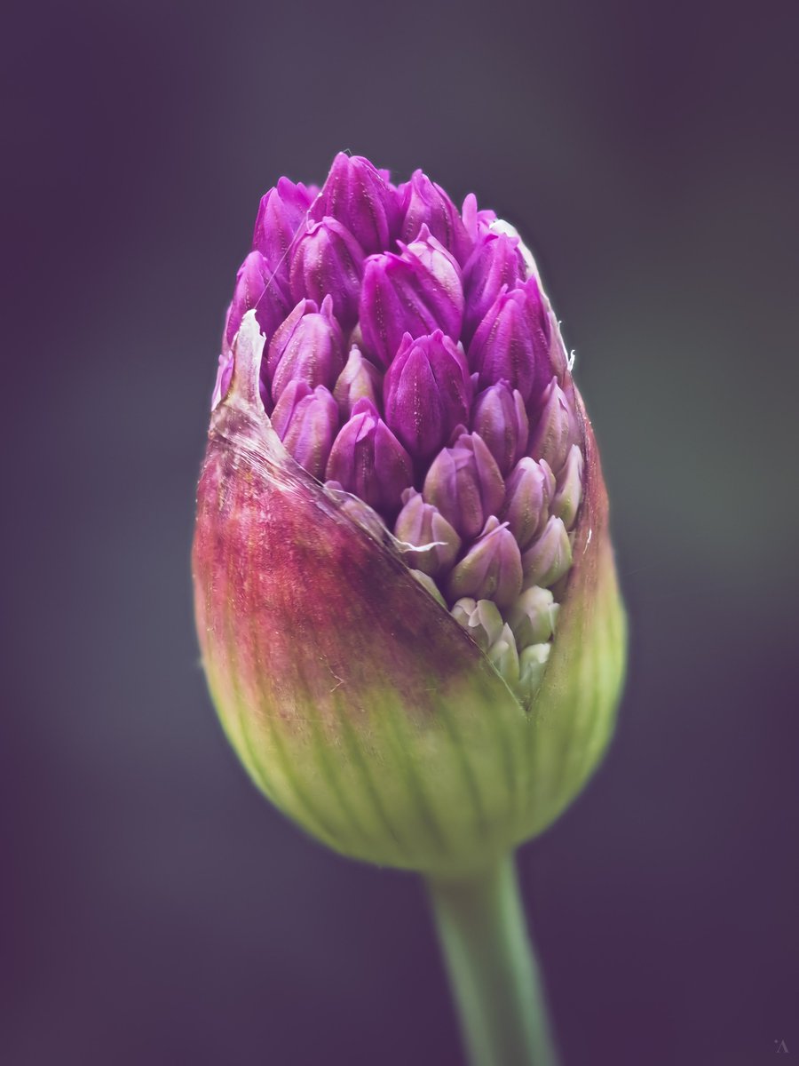 Ready to pop 🍾🎉 #Macro #FlowerPhotography