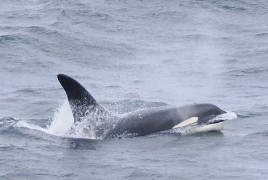 On Saturday, ORCA Marine Mammal Surveyors on board the @saga_travel_uk Spirit of Adventure sighted John Coe & Aquarius whilst cruising the west coast of Ireland, nr Ballinaleama. This famous orca duo are the last two remaining members of Scotland's West Coast Community of orcas!