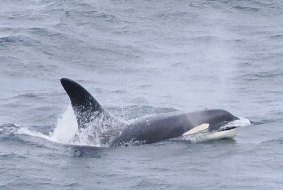 On Saturday, ORCA Marine Mammal Surveyors on board the <a href="/saga_travel_uk/">Saga Travel UK</a> Spirit of Adventure sighted John Coe &amp; Aquarius whilst cruising the west coast of Ireland, nr Ballinaleama. This famous orca duo are the last two remaining members of Scotland's West Coast Community of orcas!