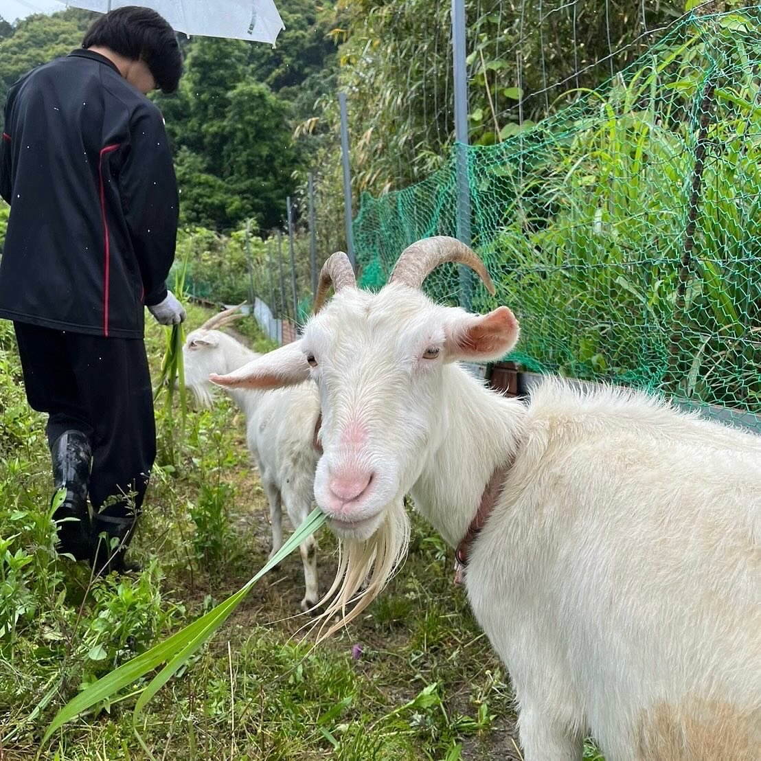 昨日は雨でしたが、畑や果樹畑の草を手刈りしました！
新入生もたくさん参加してくれて、ヤギも喜んでいるようでした😊

Meikuの活動に興味のある人は気軽にDMください！

#三重大学