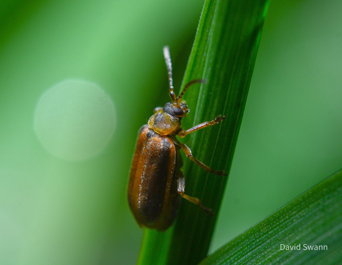 Beetle. @Natures_Voice @NorthYorkMoors @YorksWildlife @WoodlandTrust @Buzz_dont_tweet