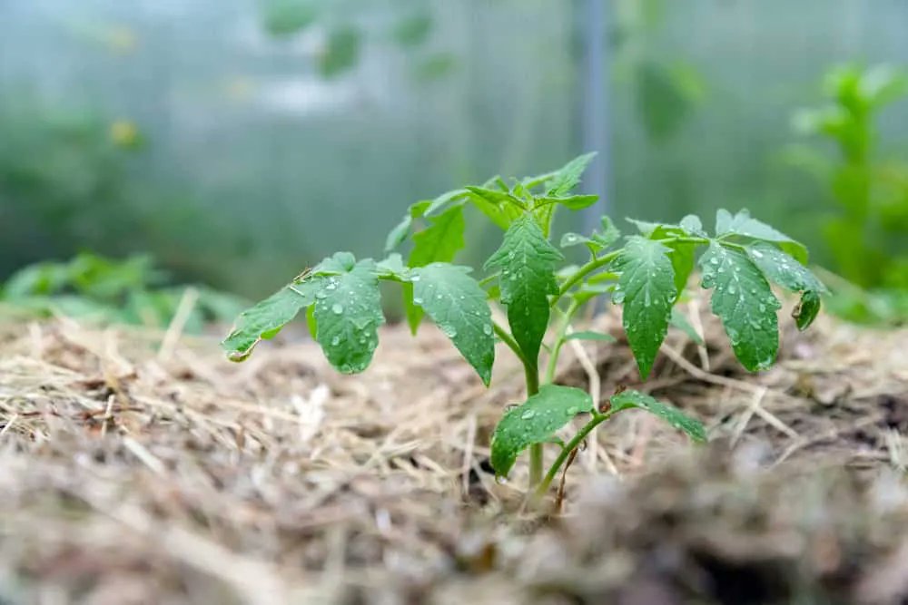 agritabcart's tweet photo. What steps are you taking to care for tomatoes after transplanting? Let's hear from you.
#agritabcart #agricinputs #tomatogrowing https://t.co/LOfliVbAsa