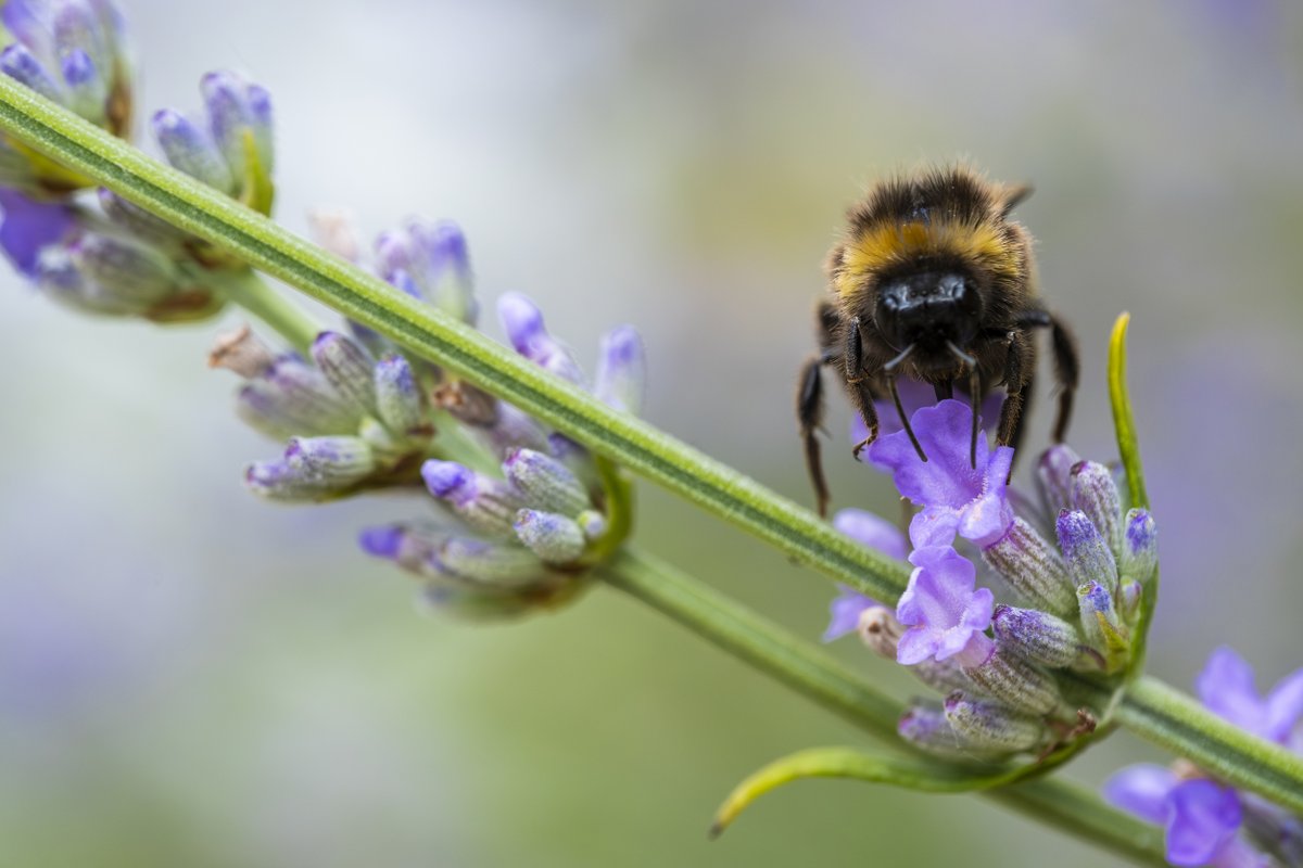 It's #WorldBeeDay! 🐝 We have over 270 species of bee in the UK and from pollinating plants to shaping habitats, our stripy friends do some irreplaceable jobs. Want to give bees a boost? Let your lawn go a little wild, and choose wildlife-friendly flowers & climbers. 🌼