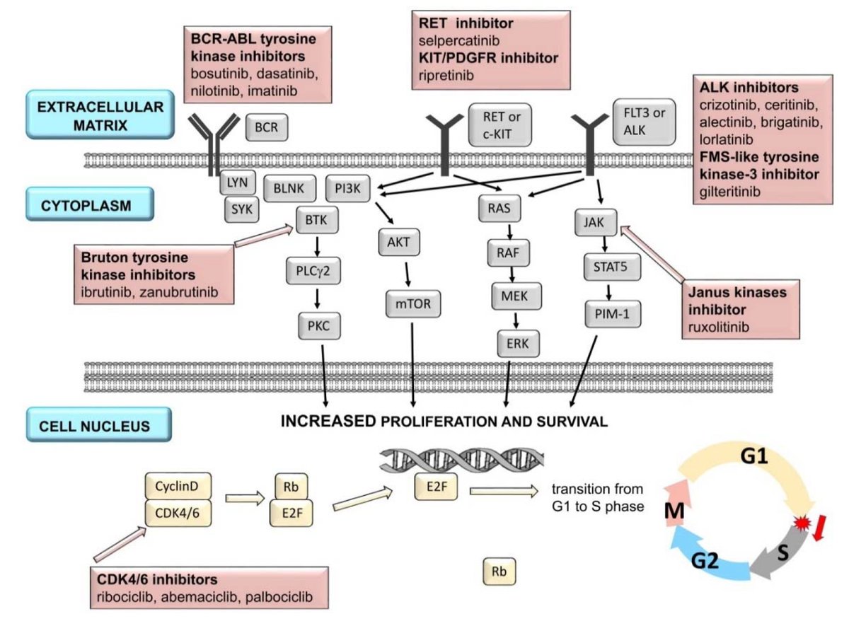 🌟#notablepaper on #ProteinKinaseInhibitor 📚Cardiotoxicity Induced by Protein Kinase Inhibitors in Patients with Cancer 🔗mdpi.com/1528056 👨‍🔬By Dr. Aleksandra Grela-Wojewoda et al @MDPIOpenAccess @MDPIBiologySubj #inhibitor #cardiotoxicity #cardiacdamage #cancer