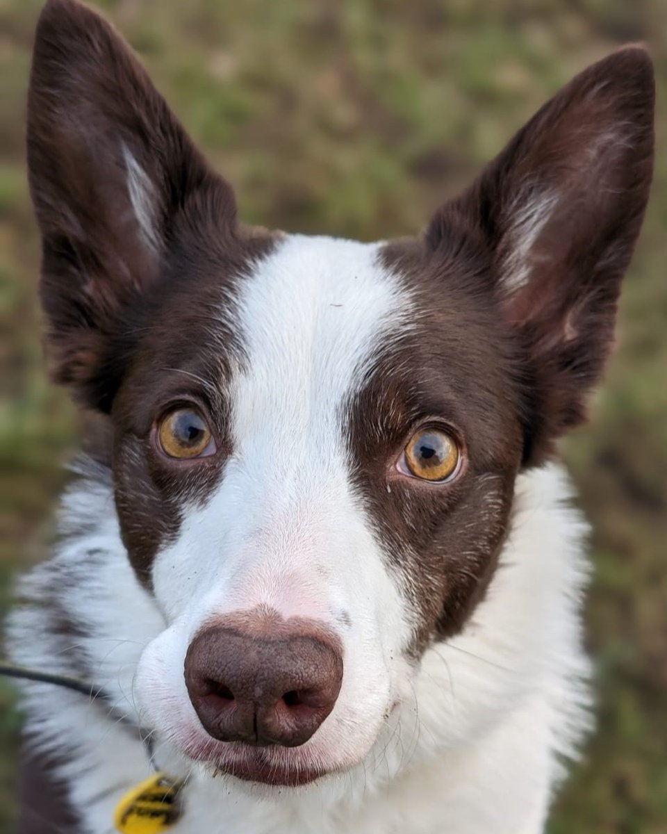 Please retweet to help Miss Vee find a home #EDINBURGH #SCOTLAND #UK AVAILABLE FOR ADOPTION, REGISTERED BRITISH CHARITY✅ Overlooked, please share⭐️ Miss Vee is an active 4-year-old collie looking for a football pal⚽ She loves to walk in peaceful areas where she can explore &