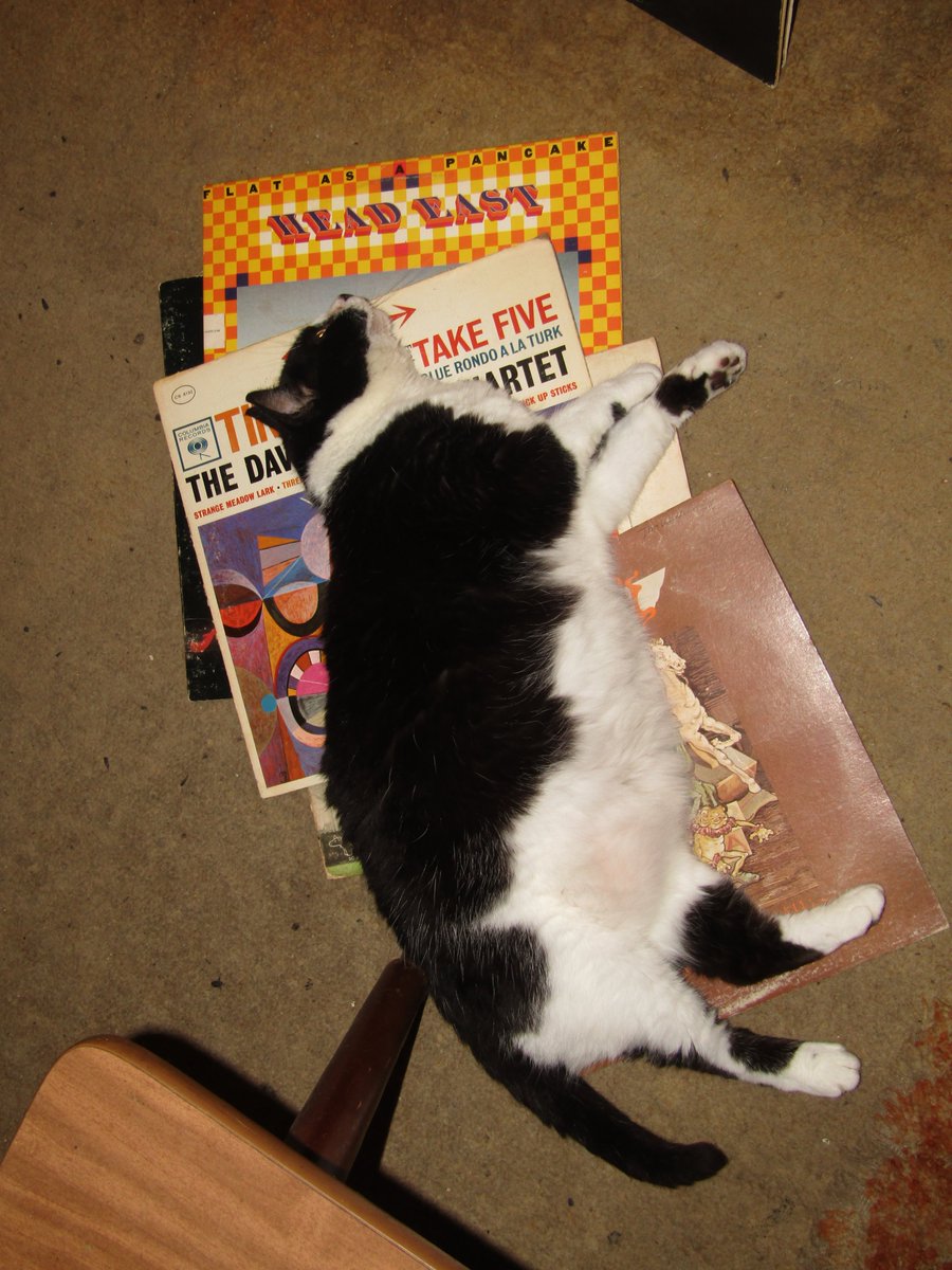 When you are busy refiling what you've spun recently and someone decides you need some help...
#vinylrecords #vinylcollection #vinylcommunity  #recordcollection #NowPlaying #nowspinning