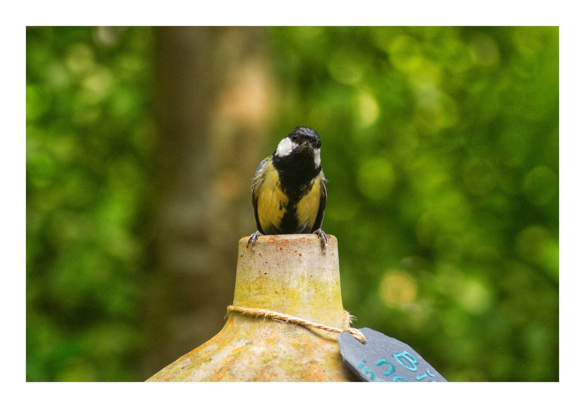 'The Poser.'

Just a female Great Tit, posing on the top of a vase in the garden @thebottlekiln where it is nesting and was feeding its young.

#ShareMondays2024 #fsprintmonday #FSLocal #wexmondays
