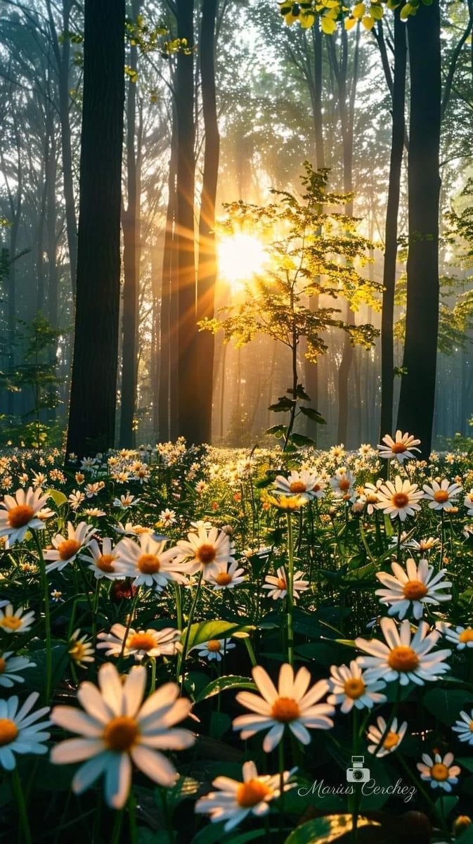 KatanaHugo's tweet photo. Good morning and good week my followers !
#photos #morning #sunrise #flowers #sun https://t.co/7UMIOrTvBZ