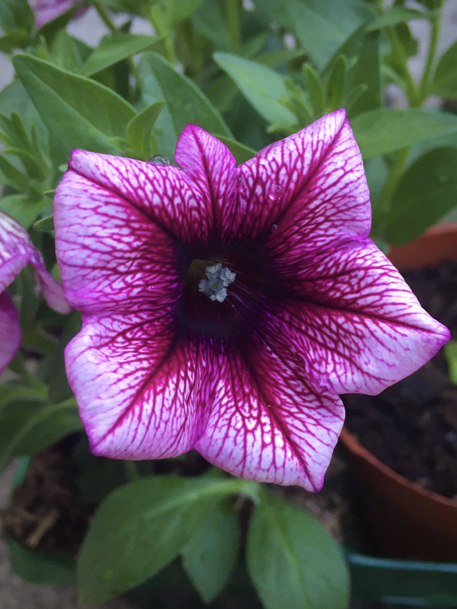 A lovely petunia for #MagentaMonday have a good day. #GardeningX #GardeningTwitter