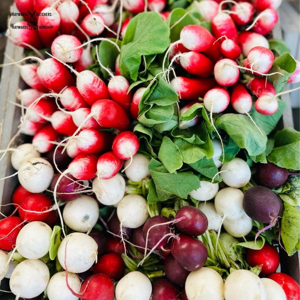 🌱🥗 Crisp, crunchy, and oh-so-refreshing! Dive into the vibrant world of radishes, perfect for adding a zesty kick to salads or enjoying as a wholesome snack #RadishLove #FarmFresh #HealthyEating #ShopLocal #Farmshop #Tonbridge #Haywards1990