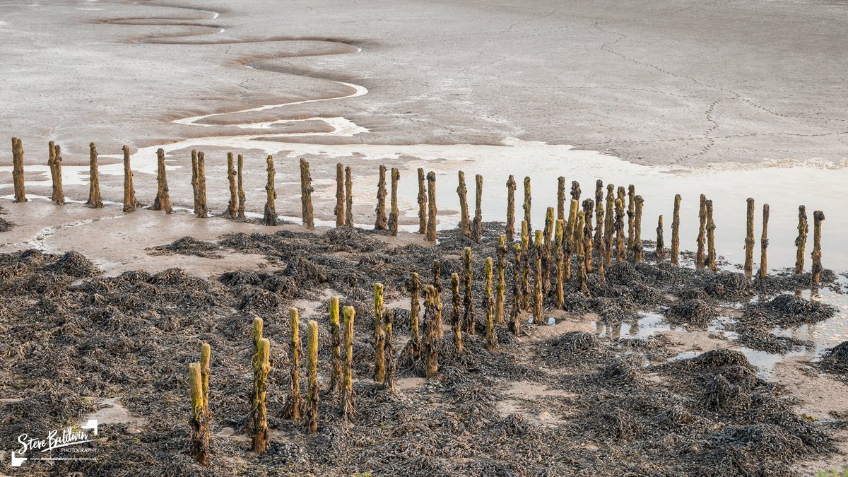 This weeks image is of some polder posts below the sea wall at sunset along the Essex coast.  #Sharemondays2024 #APpicoftheweek