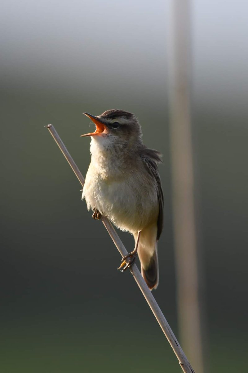 Sedge Warbler 
Bude Cornwall 〓〓 
#wildlife #nature #lovebude 
#bude #Cornwall #Kernow #wildlifephotography #birdwatching
#BirdsOfTwitter
#TwitterNatureCommunity
#SedgeWarbler