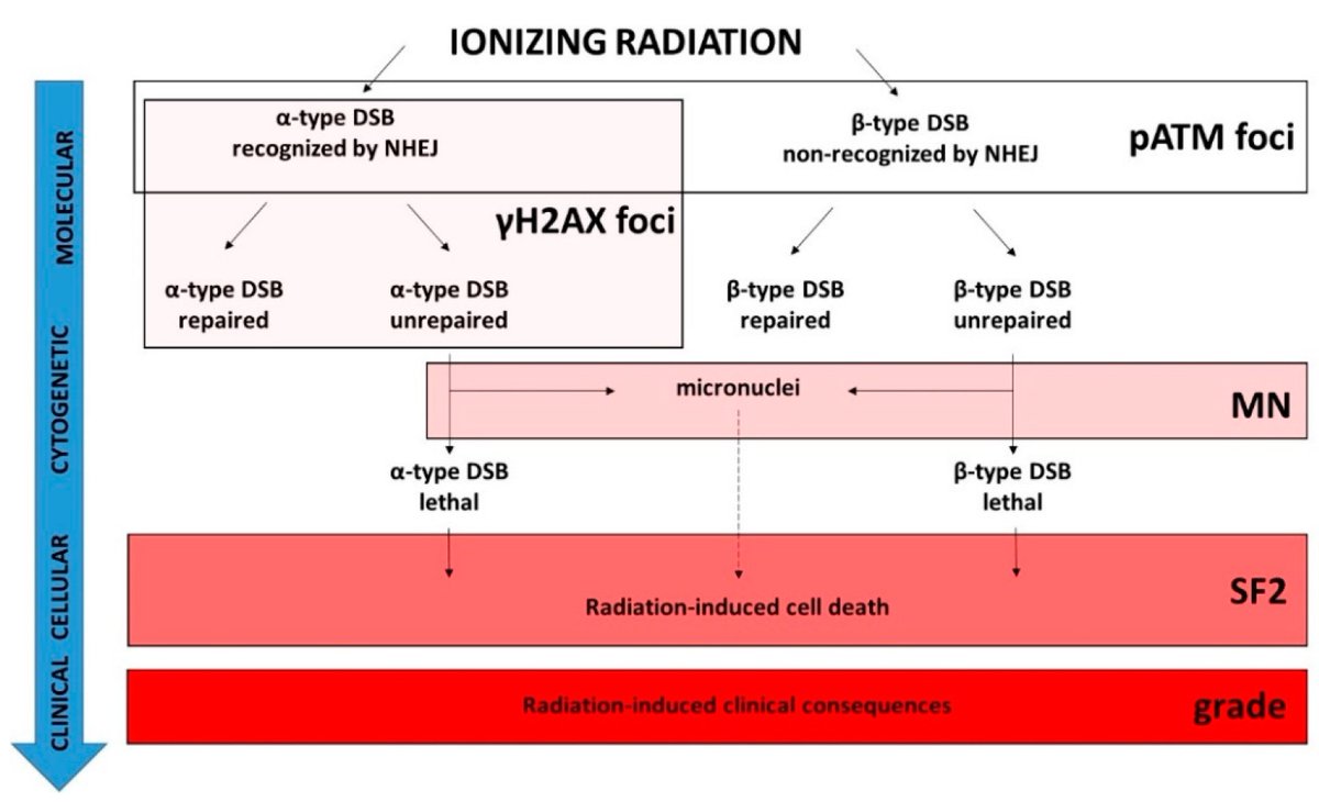 🌟#notablepaper 📚Quantitative Correlations between #Radiosensitivity Biomarkers Show That the ATM #ProteinKinase Is Strongly Involved in the #Radiotoxicities Observed after #Radiotherapy 🔗mdpi.com/1821482 👨‍🔬By Dr. Nicolas Foray et al @MDPIOpenAccess @MDPIBiologySubj