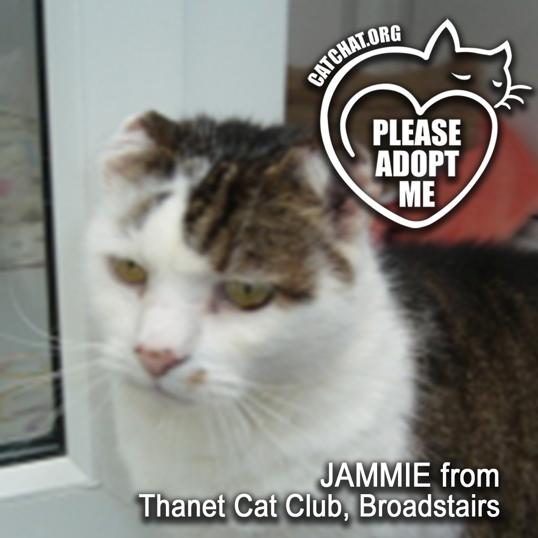 Jammie (13) from @ThanetCatClub in #Broadstairs is looking for a home with access to a garden. He will need regular grooming, and sunscreen applied to his ears in summer as he has previously had skin cancer. Details: catchat.org/overlooked/ind… #AdoptDontShop #RescueCats #CatsOfX