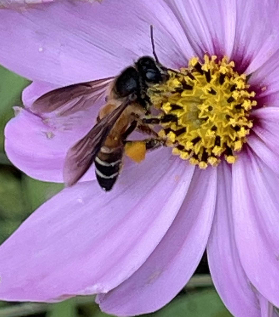 Did you know honeybees contribute trillions to the global economy?

This World Bee Day, learn how beekeeping can boost rural incomes in Nepal &amp; beyond.

Our new blog by <a href="/Surendr73415873/">Surendra Joshi</a> explores the economic potential of bee products and the challenges faced by beekeepers.

Check