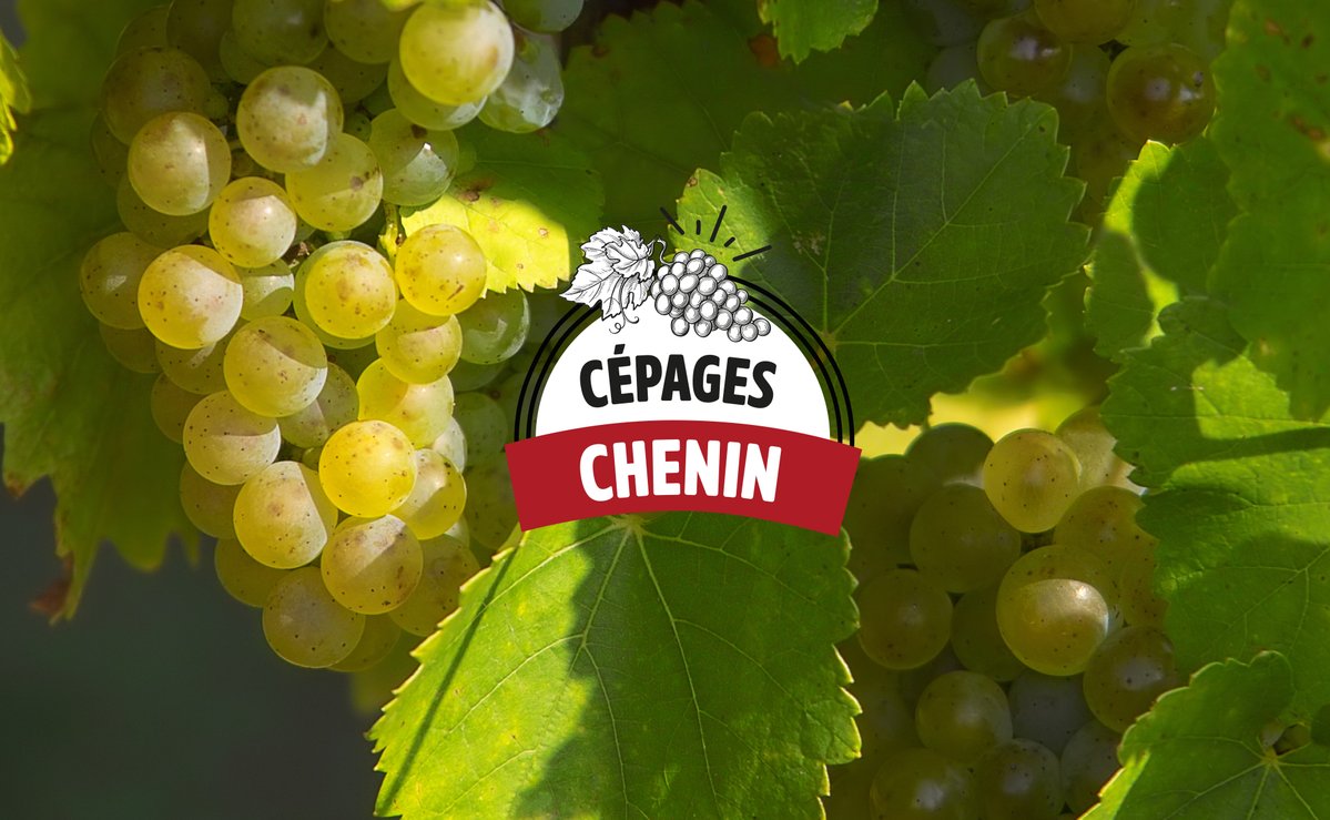 toutlevin's tweet photo. Cépage : le Chenin ! Singulier au goût et emblématique de la Loire, ce cépage mérite qu'on s'y attarde et que l'on révèle tous ses secrets... 🍇😁
👉https://t.co/CwAkUgBHTD
#Toutlevin #cepage https://t.co/Z94MkjFXHH