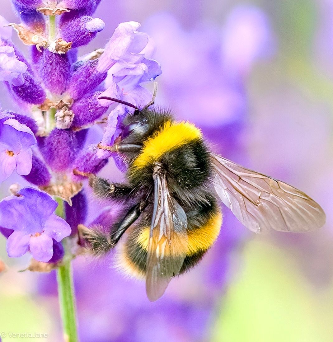 “The bee's life is like a magic well; the more you draw from it, the more it fills with water.' - Karl Von Frisch author of 'Bees: Their Vision, Chemical Senses, and Language.' #WorldBeeDay #bees #nature