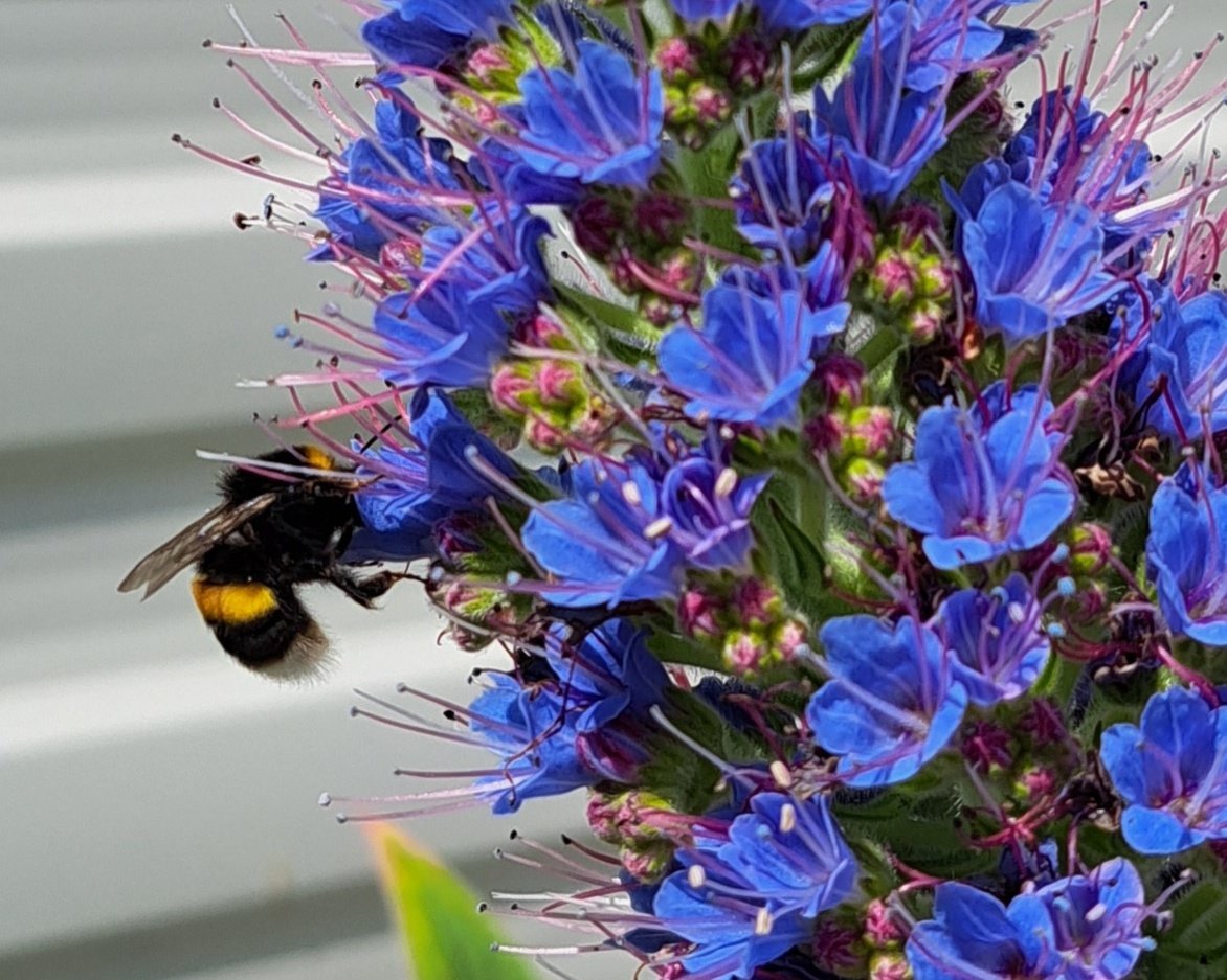 Have a beeutiful day everyone #WorldBeeDay #echium #echiumworld #flowersforbees <a href="/Echiumworld/">Team Echium</a> <a href="/RenishawHallG/">RenishawHall&Gardens</a> <a href="/Plantheritage/">Plant Heritage</a>