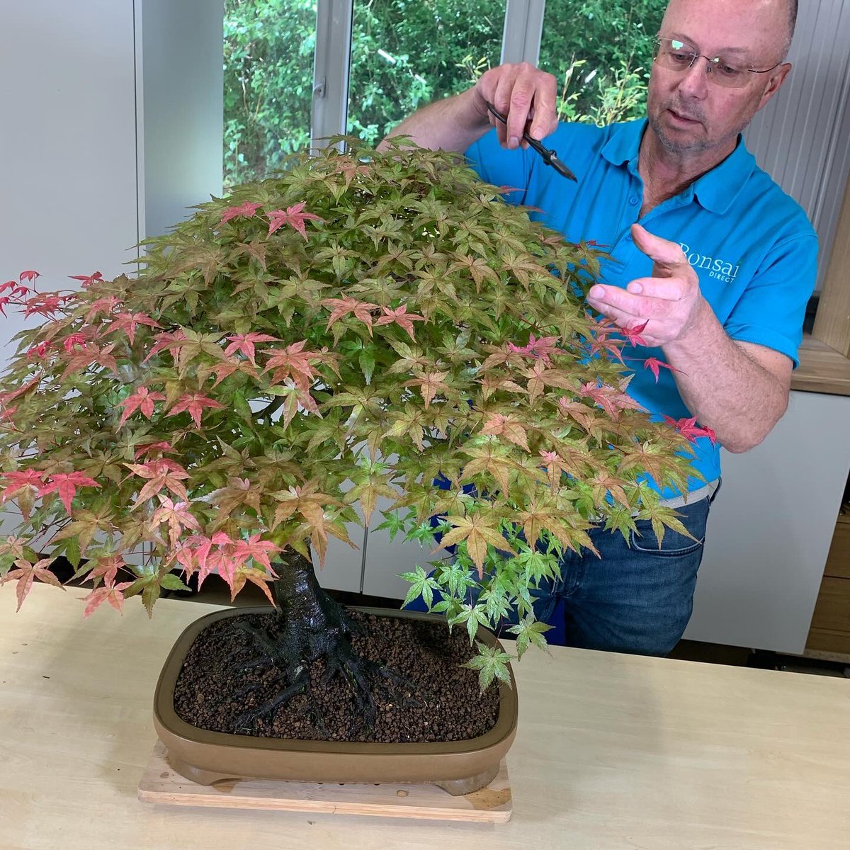 BonsaiDirect's tweet photo. This Japanese Red Maple deshojo is absolutely gorgeous, look at all of those lovely colours! This is a specimen from Lloyd’s personal collection🍁 #bonsai #bonsaitree #bonsaidirect #nature #garden #bonsaiart #maple #deshojo https://t.co/MbHvFVAOoJ