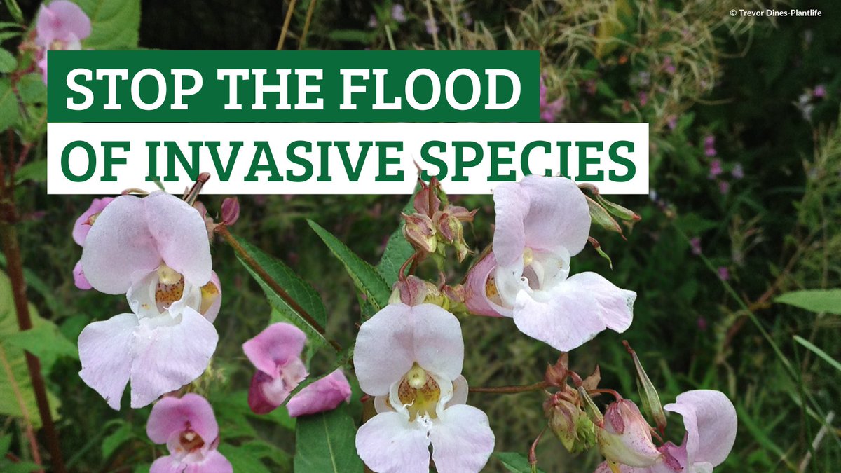 “Many invasive plants, such as Rhododendron Ponticum & Himalayan Balsam are now having a dire impact...particularly in vulnerable temperate rainforests.' Plantlife's Erin Shott discusses threats to UK rainforests during Invasive Species Week #INNSWeek 👉bit.ly/3WNUl46