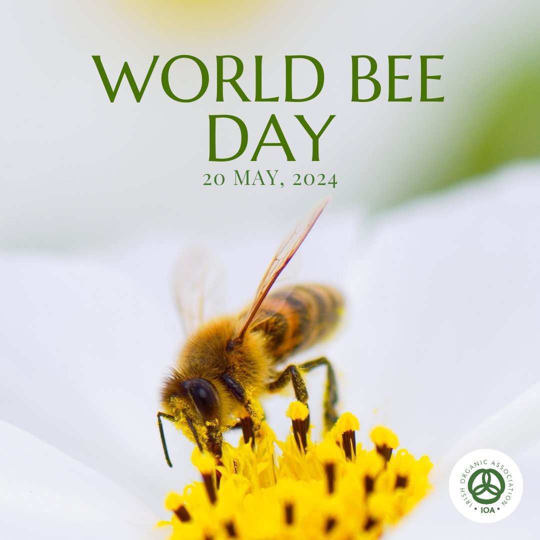 Happy World Bee Day 🐝 Studies show that organic farming practices support bees and other pollinators. Here's to the powerful and very important Bee. #demandorganic #organic4everyone