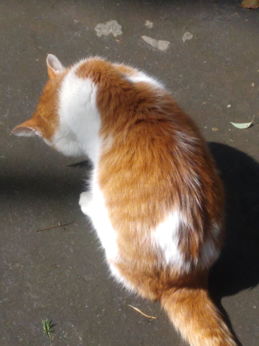 5/20 月 ケツ曜日 🐾　　　 てるくにちゃん Cute back view 　　　　　 of Terukuni-chan 🐈♪