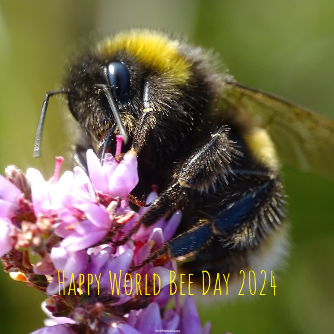 'The goal is to strengthen measures aimed at protecting bees & other pollinators, which would significantly contribute to solving problems related to the global food supply & eliminate hunger in developing countries.' - un.org/en/observances… #homesittersltd #UN #BeeDay #Bee