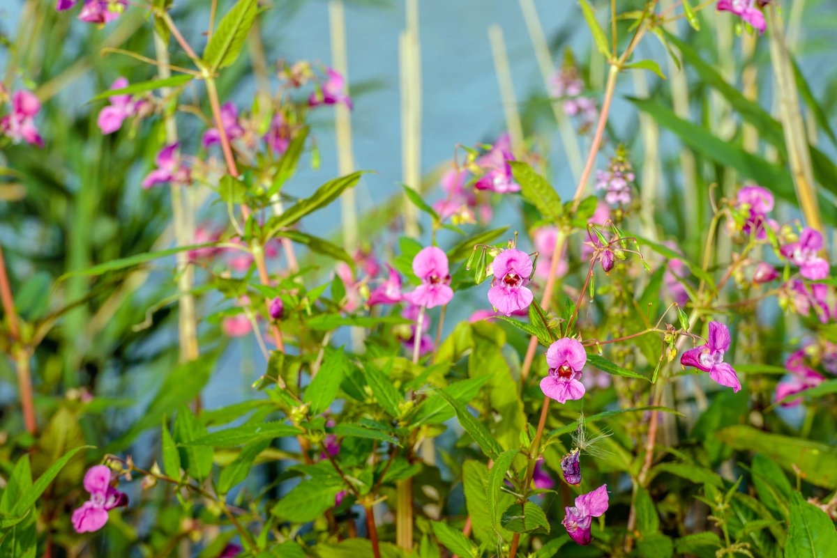 🌺Himalayan balsam, a rapidly spreading invasive weed in the UK, outcompetes native plants and diminishes biodiversity. However, biocontrol offers a sustainable solution to mitigate the plant's dominance. Read more 👉ow.ly/rpVT50RJA0U #Invasivespeciesweek
