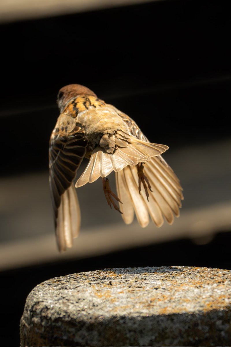 ケツ曜日なので
奇跡的に撮れた飛び立つスズメさんのおしり🕊 ˒˒