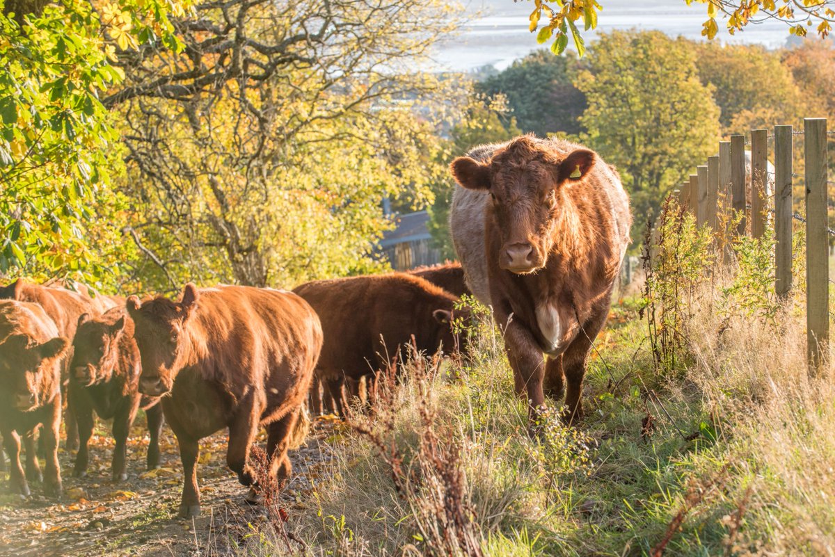 There are two Farm Woodland Awards covering all types of farm projects, including young farmers. You have until May 31 to enter Scotland's Finest Woods Awards 2023, so hurry: sfwa.co.uk#SFWA2024