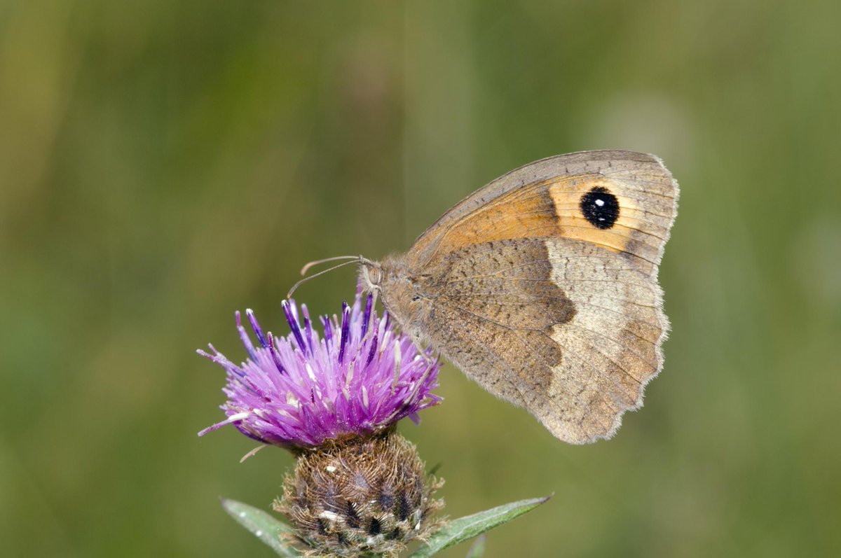 Why do butterflies and moths, like this meadow brown butterfly, have false eyes (also known as eyespots)? They're a clever tactic to distract or deter predators, possibly mimicking the eyes of predators and making them think they're facing a larger and dangerous predator.