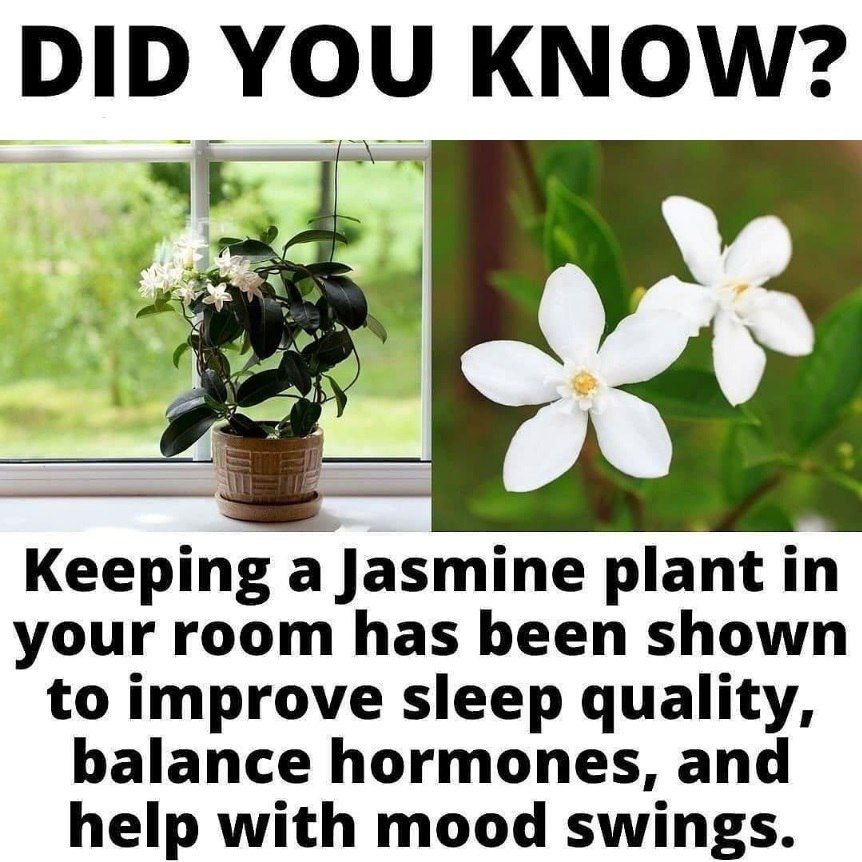 Embrace the beauty of a Jasmin plant 💐, not just for its fragrant blooms but also for its silent dedication to purifying the air, a natural symphony of serenity and freshness.