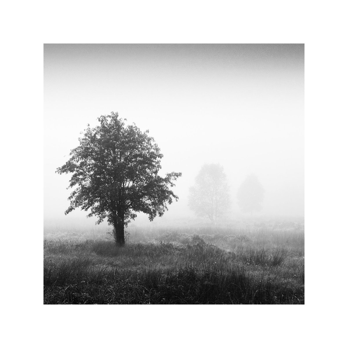 Haven’t had time to process the raw image so here is the iPhone version. 

#sharemondays2024