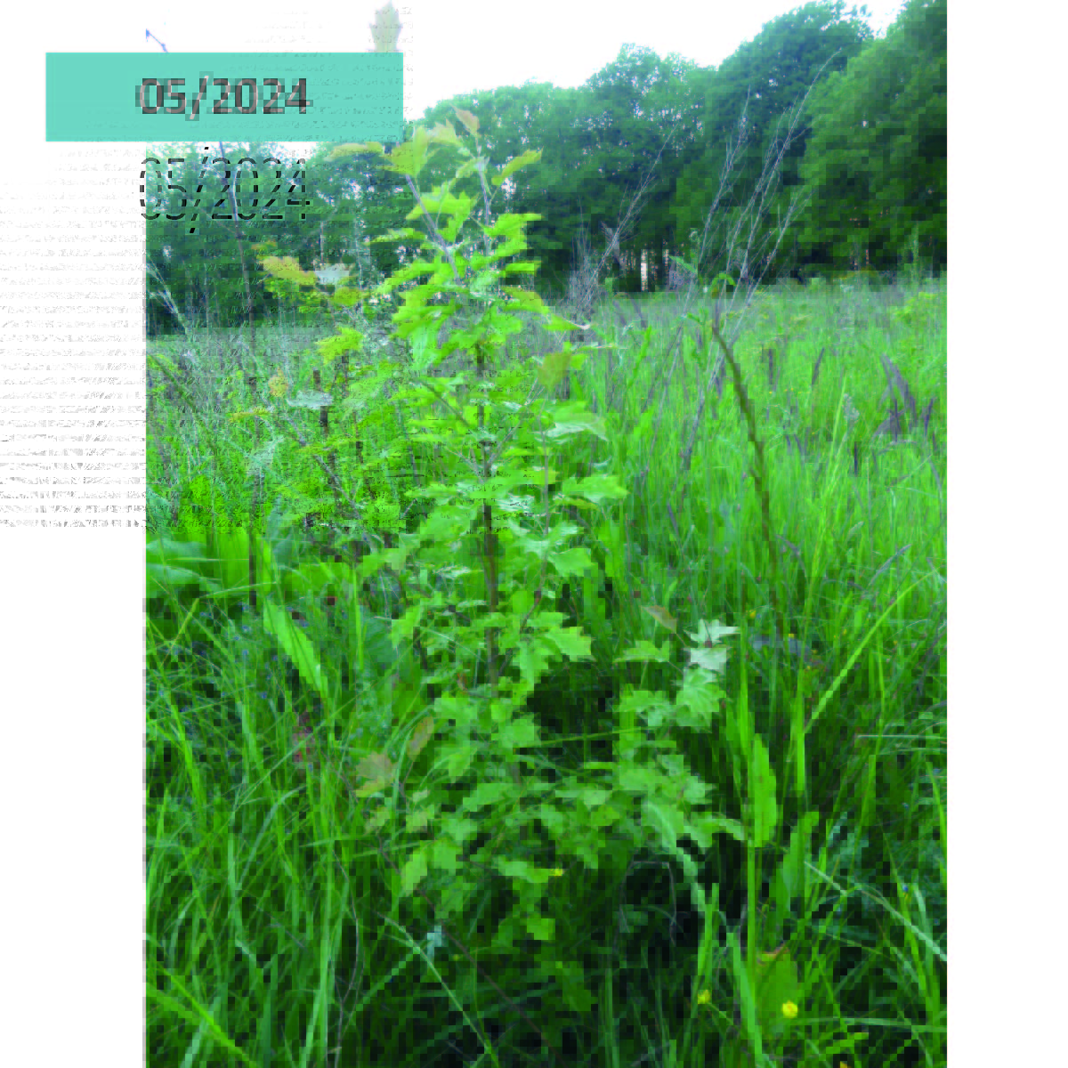 En 12/2020, Duramen a soutenu la plantation🌱de plus de 1600 arbres à Barlieu (18) : Chênes sessiles et pubescents, accompagnés de Cormiers, Alisiers, Charmes, Merisiers, Châtaigniers, Pommiers et Poiriers sauvages.
👉Quelques images un peu plus de 4 ans après la plantation🌳