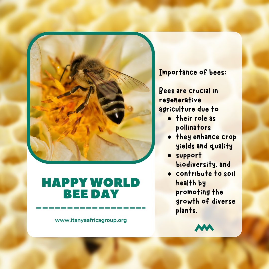 ItanyaAfricaGrp's tweet photo. 🐝🌱Beekeeping: Essential for Regenerative Agriculture

1. Boosts Yields: Bees enhance our crops! 🍎
2. Supports Biodiversity: They keep ecosystems healthy. 🌸
3. Improves Soil: Pollinated plants strengthen soil. 🌾
Happy World Bee Day! 🐝💚#WorldBeeDay #RegenerativeAgriculture https://t.co/r7801j5Egd