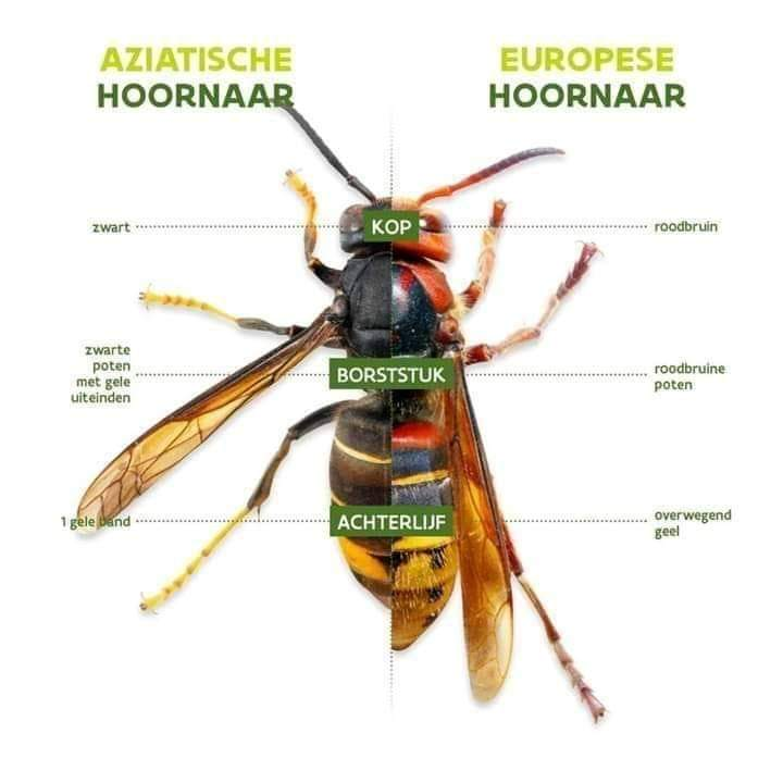 Eric van Lieshout tweet media