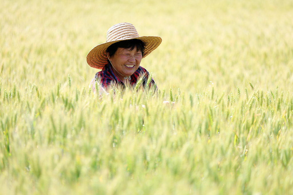 iShandong's tweet photo. #GrainBuds, the 8th #solarterm in the traditional Chinese calendar, begins today. It marks the time when grain seeds are plump but not yet ripe. Across #Shandong, wheat fields are thriving, and farmers are hard at work anticipating a bumper #harvest. #ShandongUpdates #24SolarTerm https://t.co/8smr9pTJRx